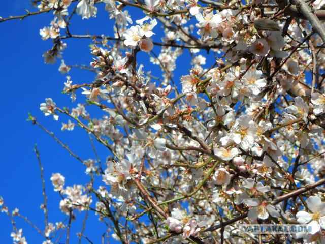 ЯПКулинарии 12 лет