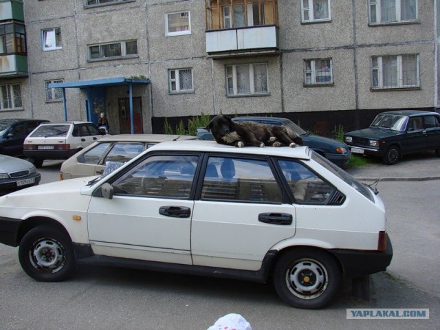 Про котов...