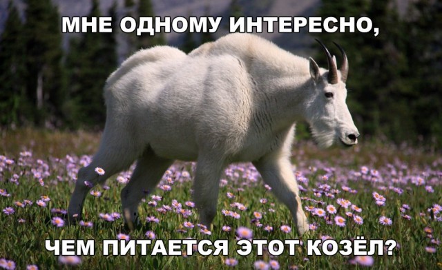 Прикалюхи