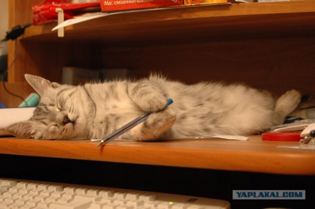 Даёшь Котовторник на ЯПе! (29.07.08)
