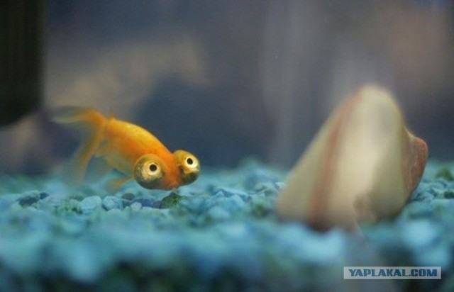 Что увидела рыбка?
