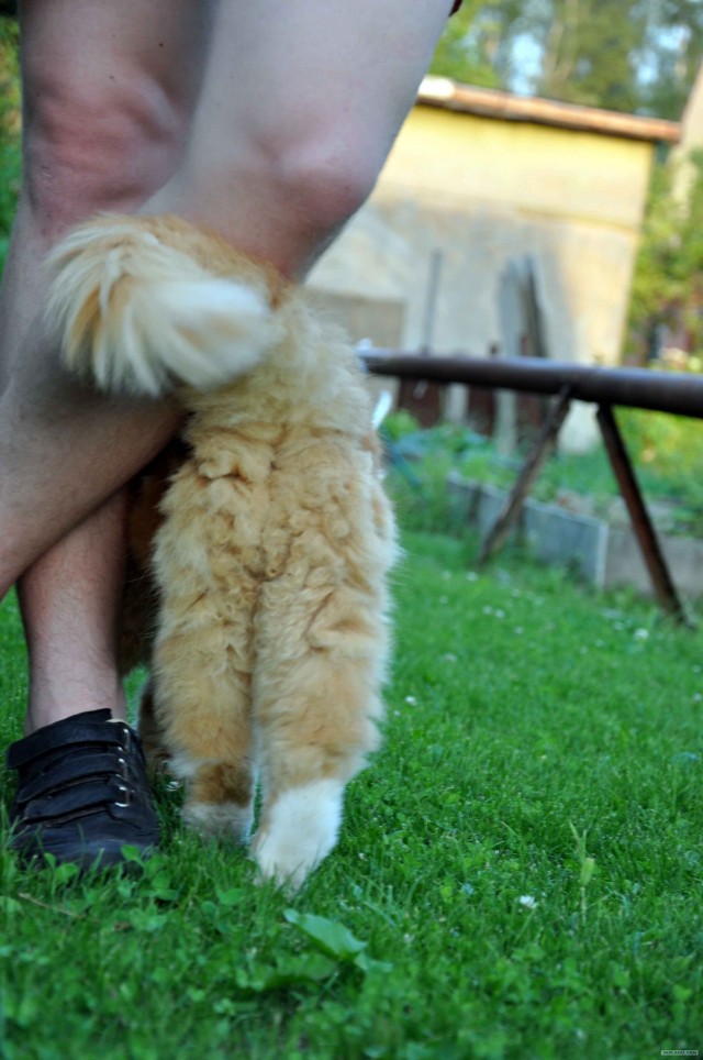 Котовторник - С праздником, котоводы!