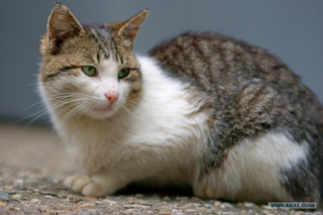 It's Catursday Fever! (Котовторник)