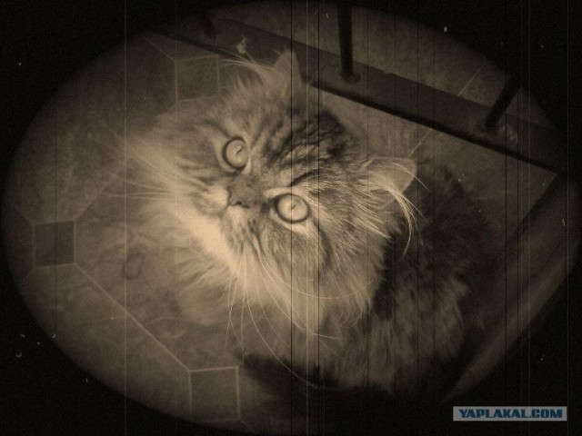 Котовторник  07.06.11