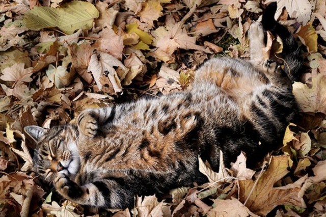 Котовторник! 11.10.11