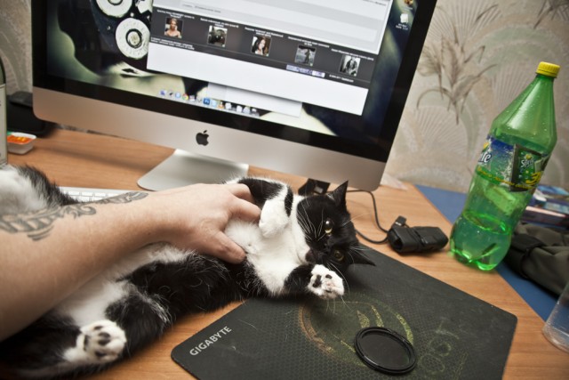 Котовторник! 08.11.11
