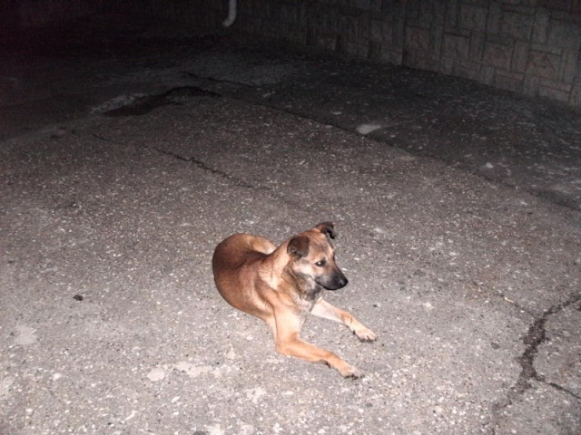 Как приманить енотов для фотосессии?