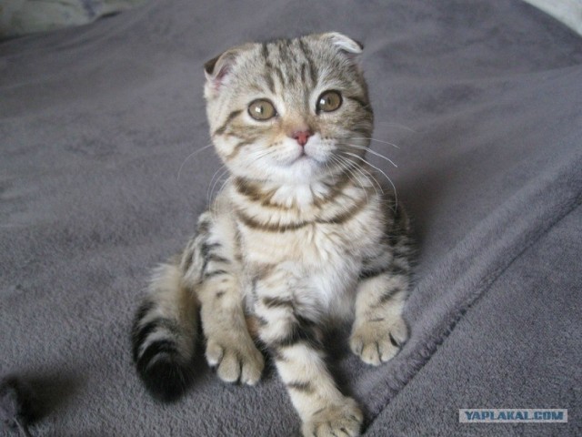 Котовторник (21.02.2012)