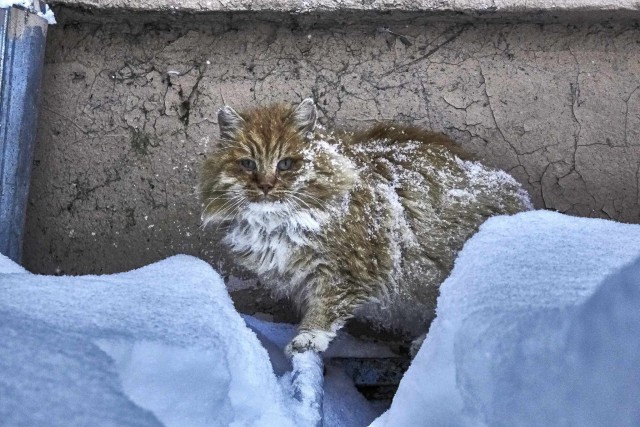 Прикольных котов пост