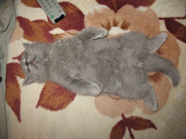 Котовторник 27.03.2012