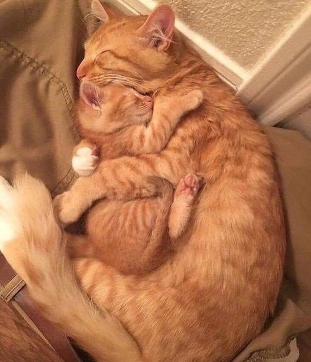 Прикольных котов пост
