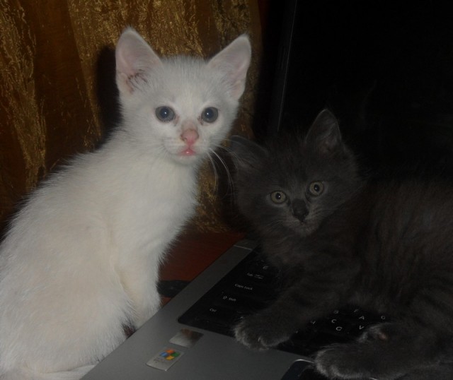 Котовторник  14.08.2012.