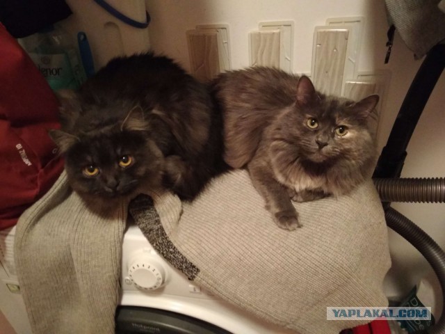Забавные фото котеек