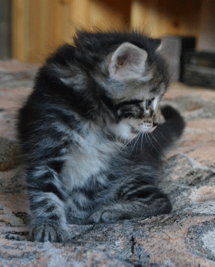 Котовторник  28.08.12