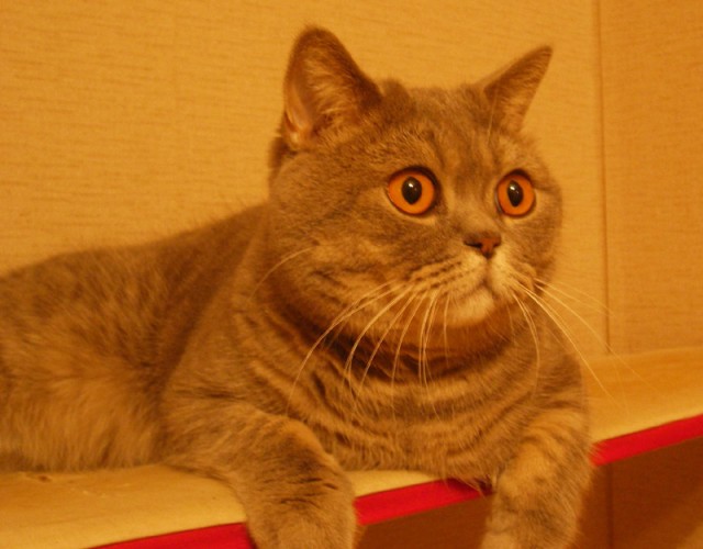 Котовторник 11.09.2012