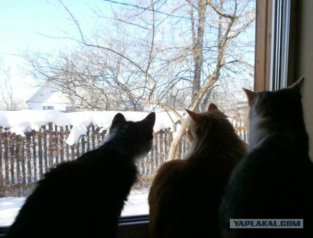 Котовторник 29.01.2019!