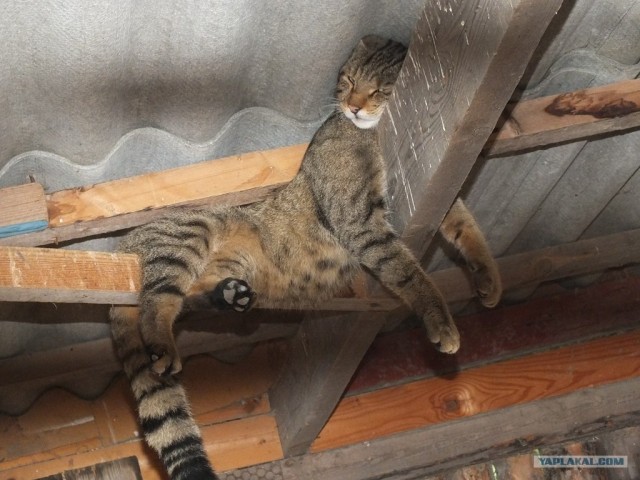 Котовторник 30.10.2012