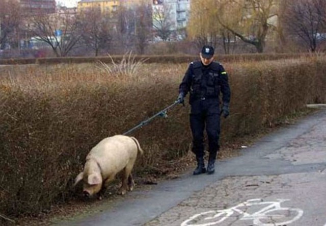 Чудики из социальных сетей