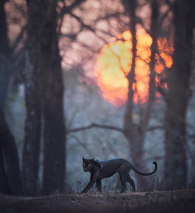 Живность из сети