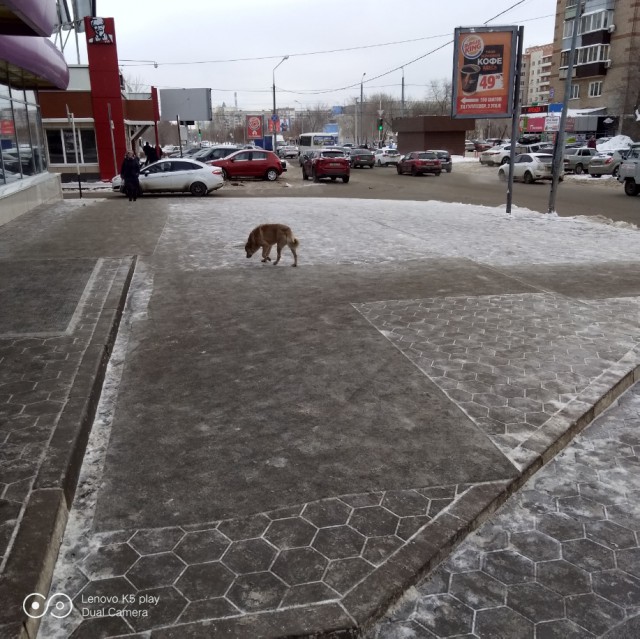 Если на вас напала собака