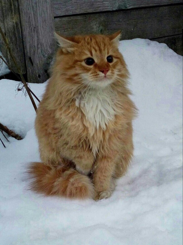 Забавные фото котеек