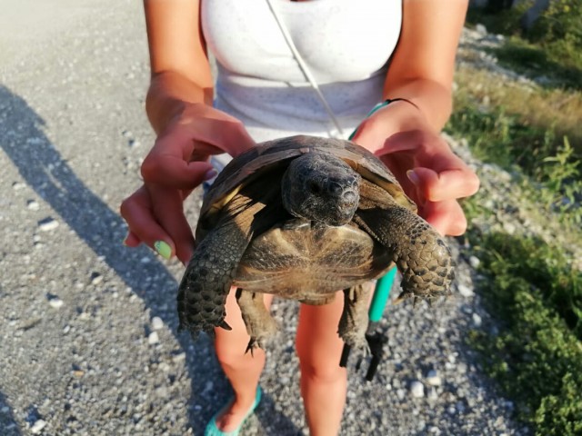Живность из сети