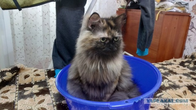 Мой котяра!