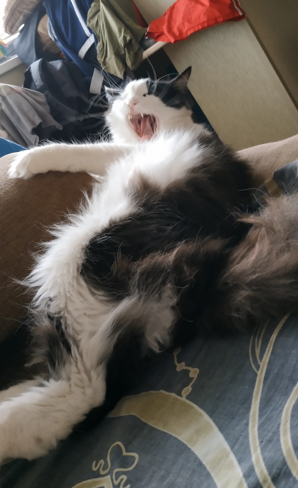Котовторник