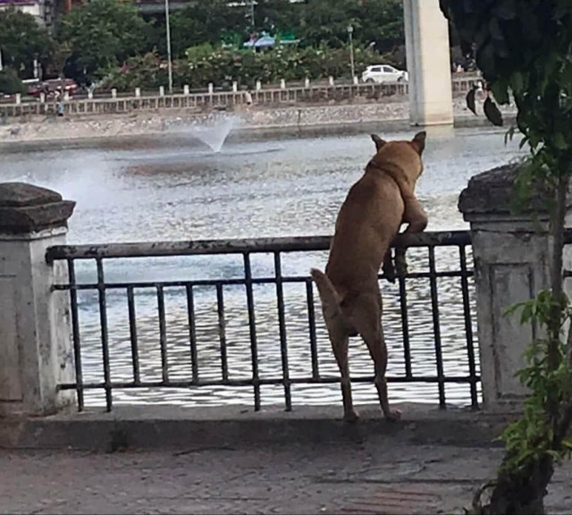 Эти забавные животные