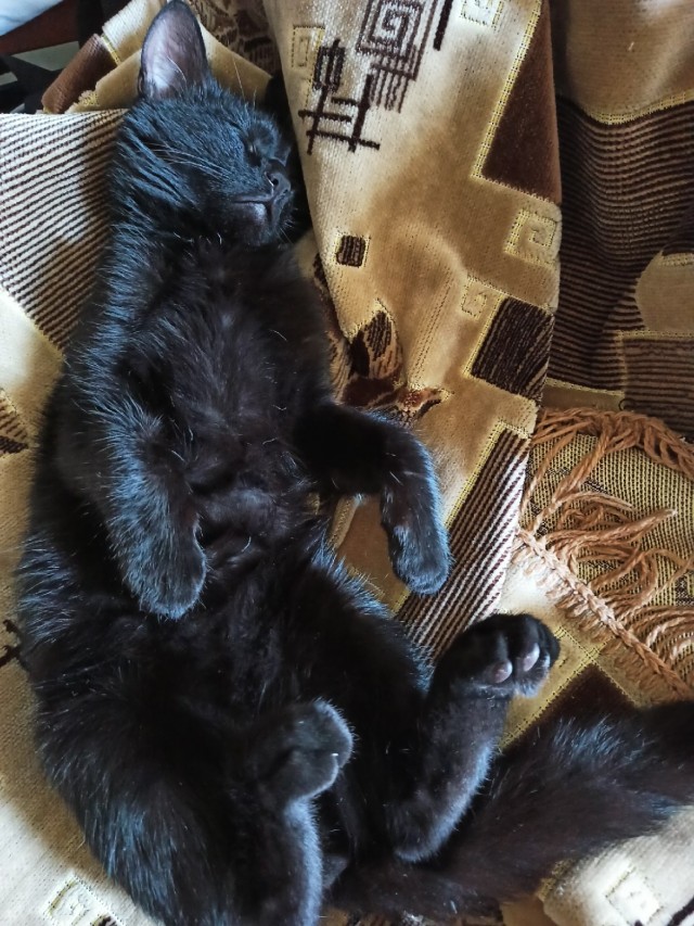 Котовторник 17.11.20