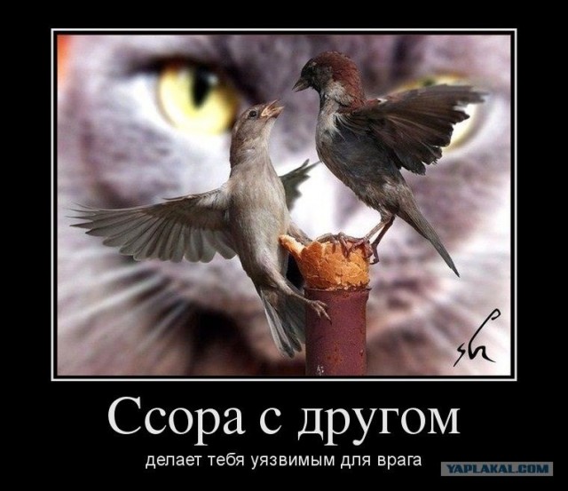 Фигасе воробушек!