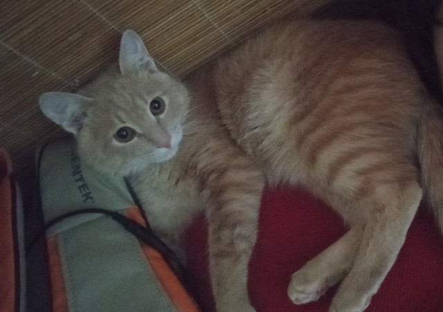 Котовторник. Добавляйте своих