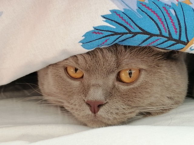 Котовторнику быть!