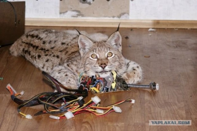 Кот зачищает провода