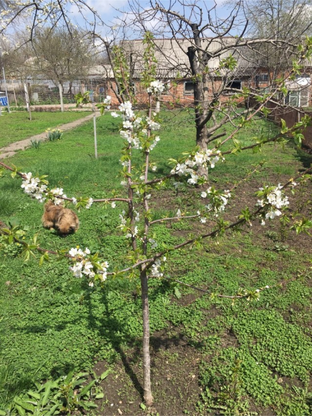 Все деревья а серебре, пляшут зайцы на горе, на реке сверкает лёд, наступает...