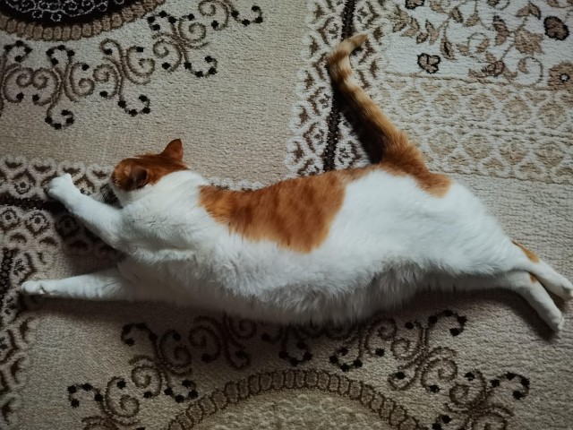 Хоба! Котовторник!