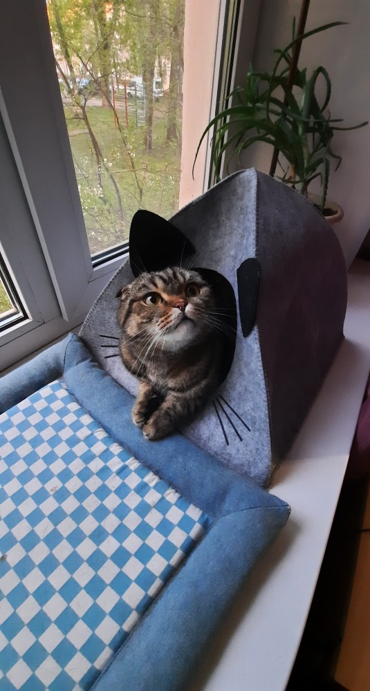 Солнце котовторника уже встало, Господа!