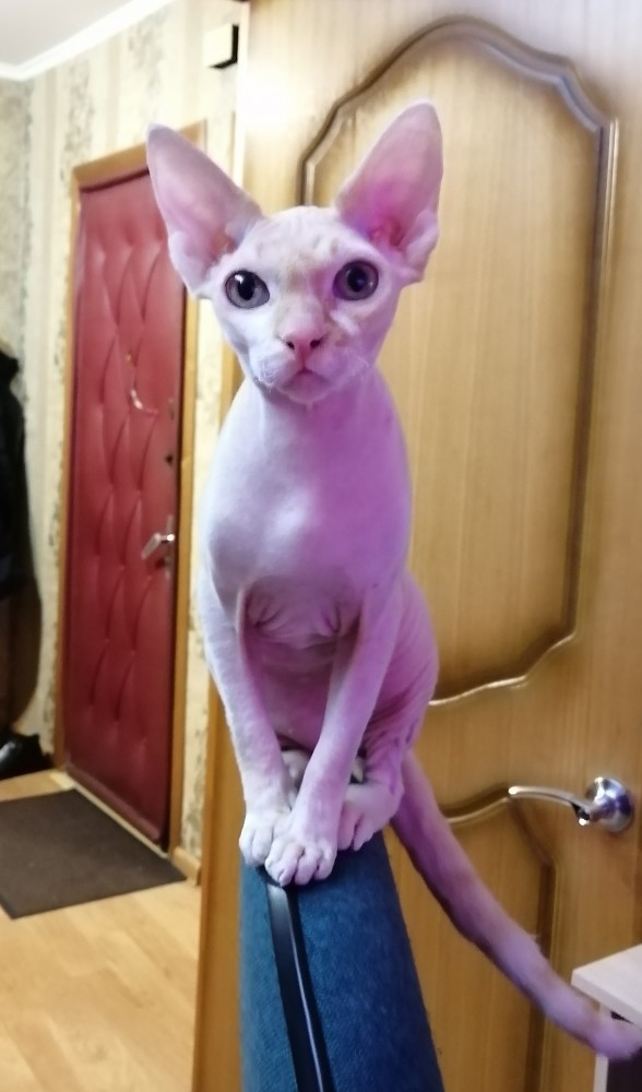 Котовторник так котовторник