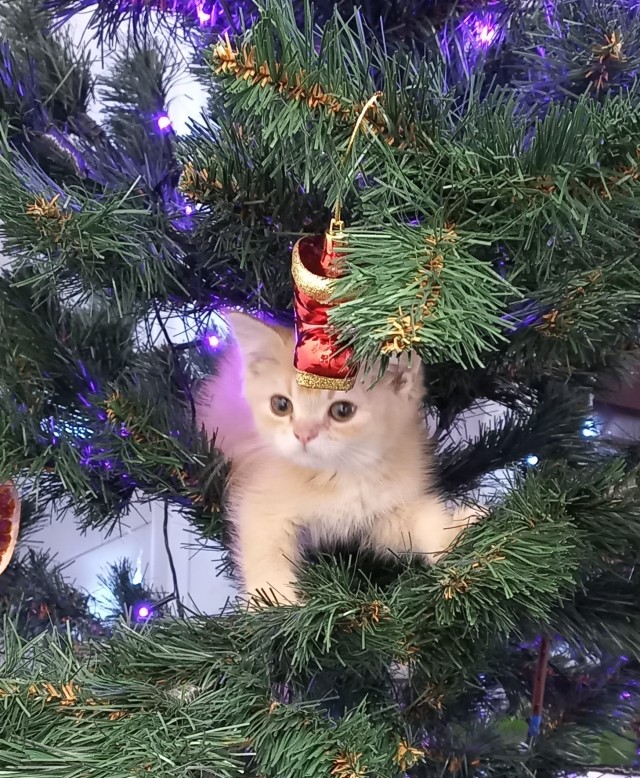 Котовторник 25.01.22