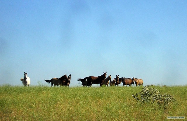 Природа Южного Казахстана