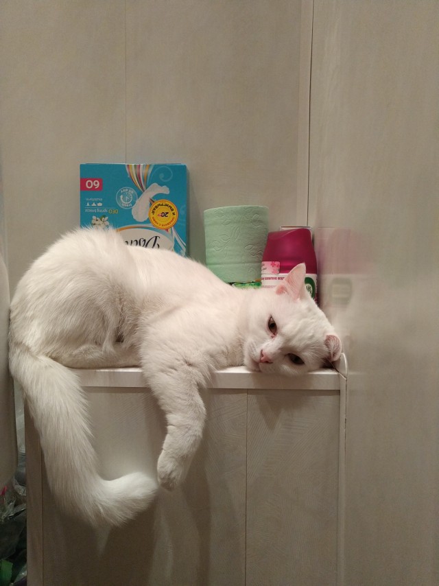 Котовторник вроде.
