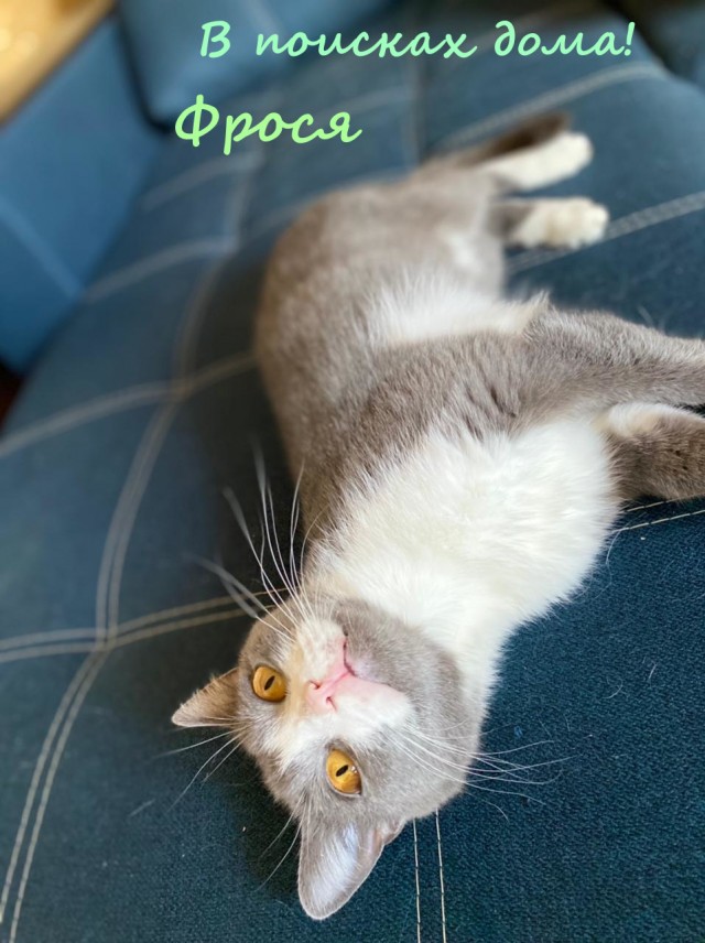 Жизнь домашнего приюта "Котоленд" 334