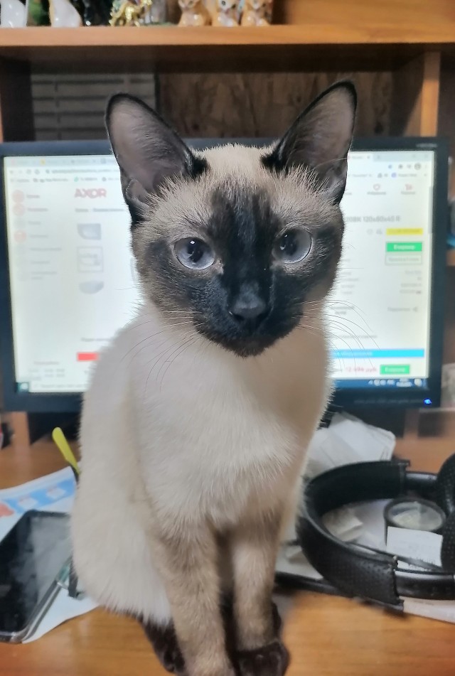 А вот и котовторник 24.05.2022