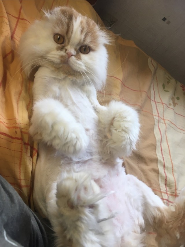 Лето и коты