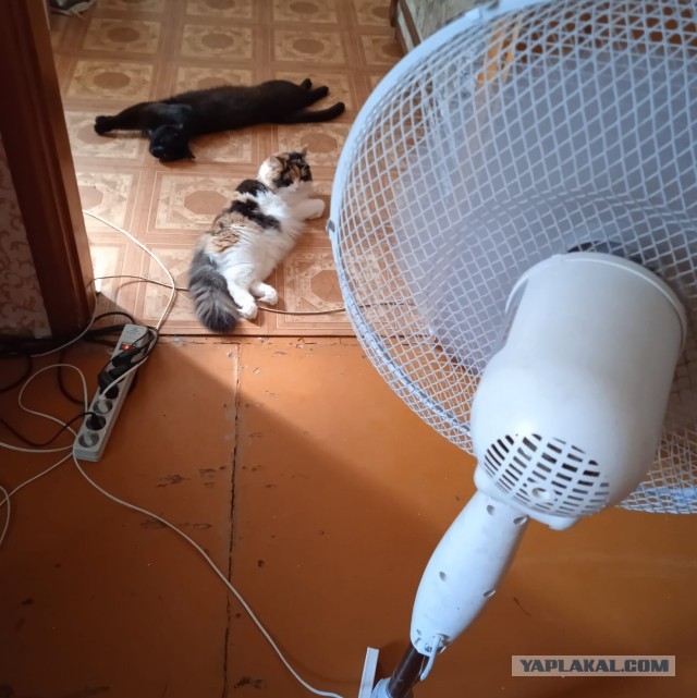 К котофторнику