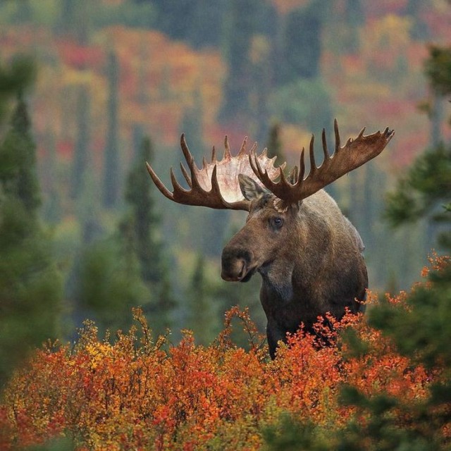 Осенний лось