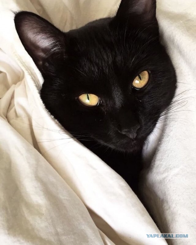 Шерстяной котовторник. Октябрь 2022