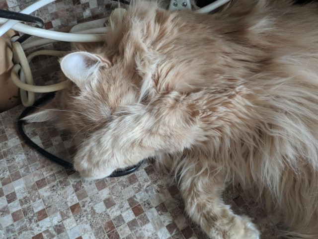 Котодракула