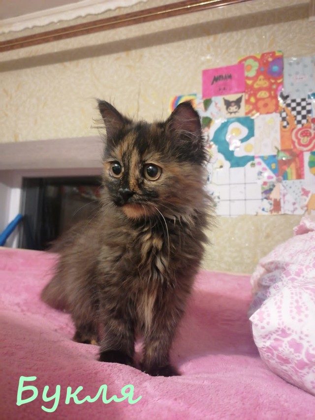 Жизнь домашнего приюта "Котоленд" 382