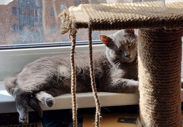 Котовторник